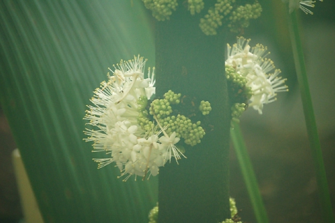 Hortus Botanicus, Leiden