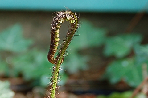 Algemene flora