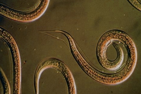 Nematoden, schadeveroorzakers bij varens?