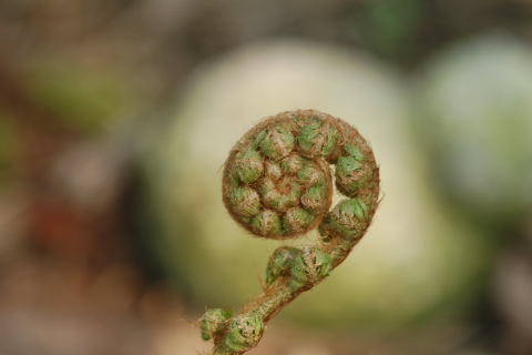 Hidden sex life of ferns