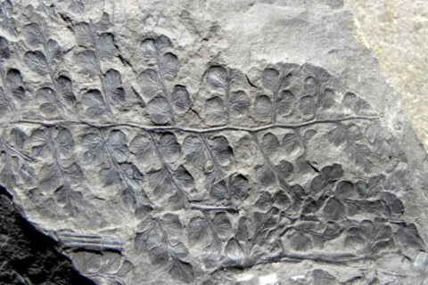 Fossiele varens Carboon Ibbenbüren (Dld)