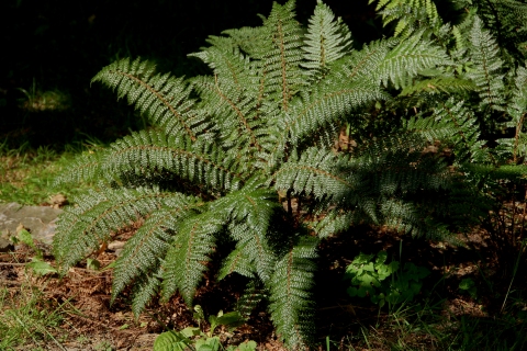 Polystichum